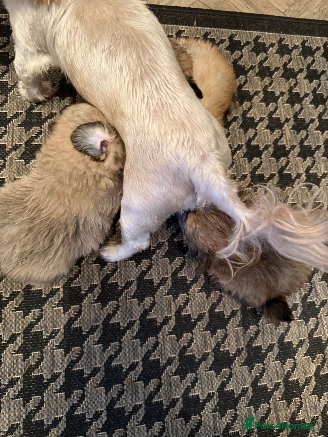 Mixed Breed dogs for sale: RARE  Shipom /pomshi Pomeranian and Shihtzu cross  - Image 26
