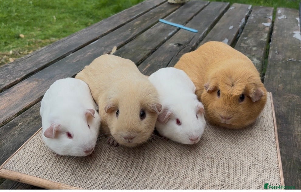 Guinea Pig rodents Beautiful baby & young adult Guinea Pigs. - Advert 2