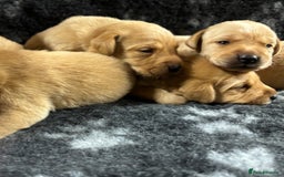 Labrador Retriever dogs for sale: KC Registered Yellow/Fox Red Labradors - Image 7