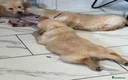 Golden Retriever dogs for sale: 9 gorgeous golden retriever pups  - Image 2