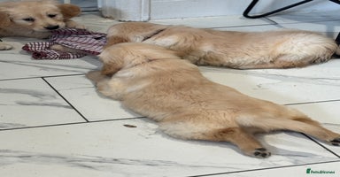 Golden Retriever dogs - Advert 2