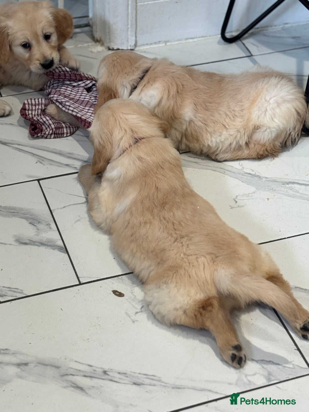 Golden Retriever dogs for sale: 9 gorgeous golden retriever pups  - Image 2