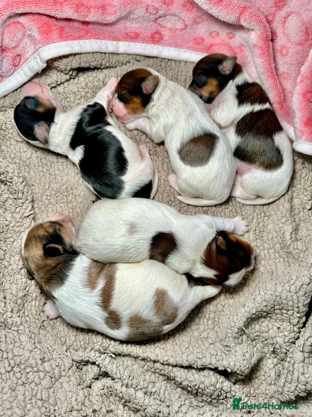 Yorkshire Terrier dogs for sale: Tiny Biewer Yorkshire Terrier Boy – DNA Tested - Advert 7