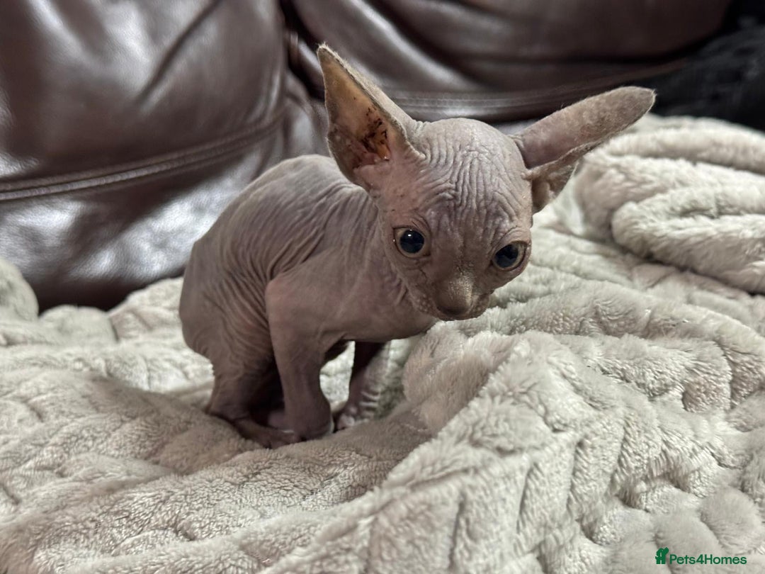 Sphynx cats for sale: Beautiful sphinx babies - Advert 3