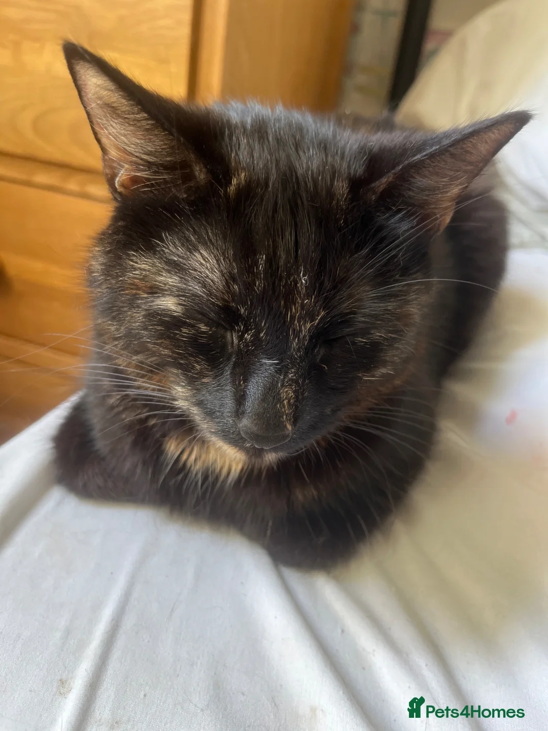 Mixed Breed cats for sale: 4 black kittens, 1 ginger, 1 tabby - Advert 12