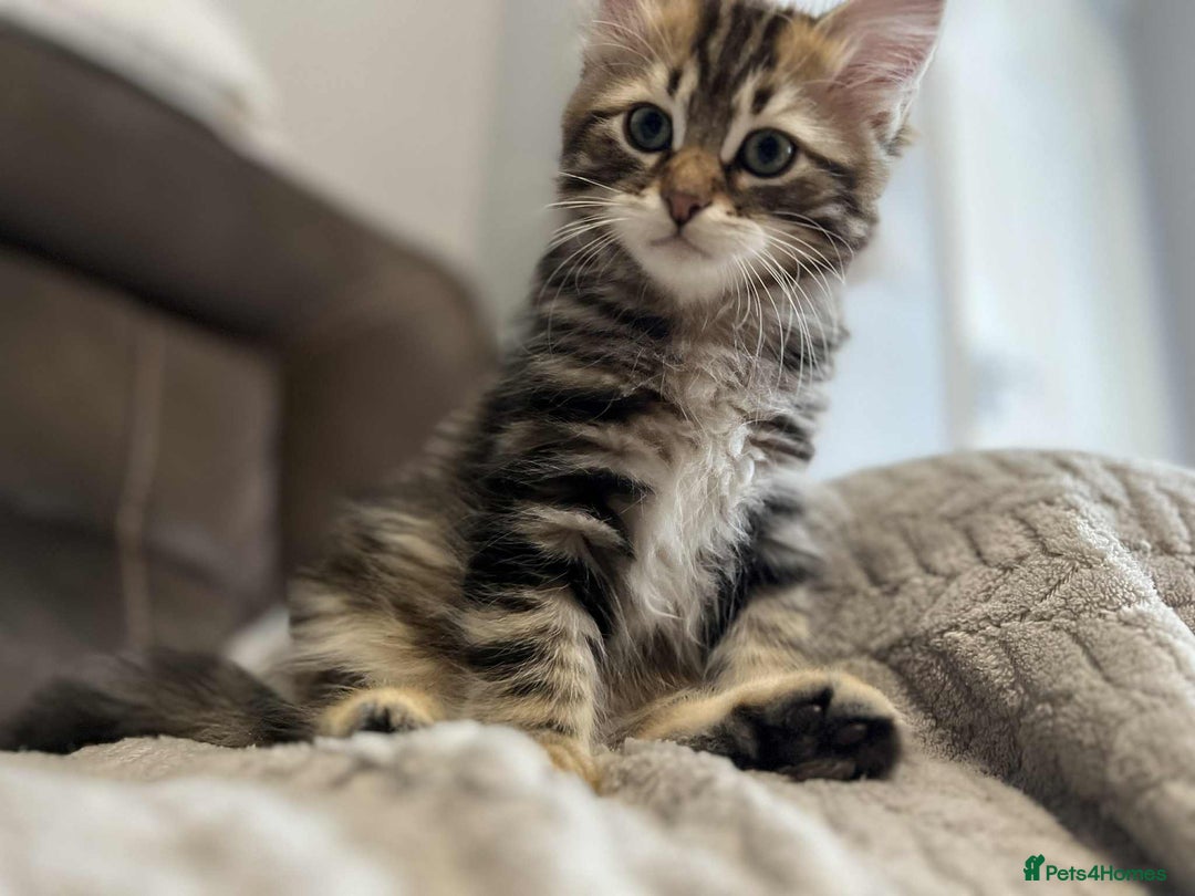 Siberian cats for sale: Purebred- Hypoallergenic Siberian Kittens - Image 18