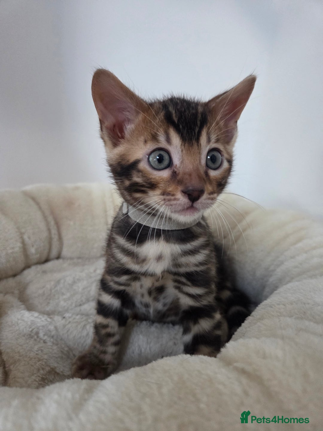Bengal cats for sale: Tica register Bengal Kittens 😸  - Advert 10