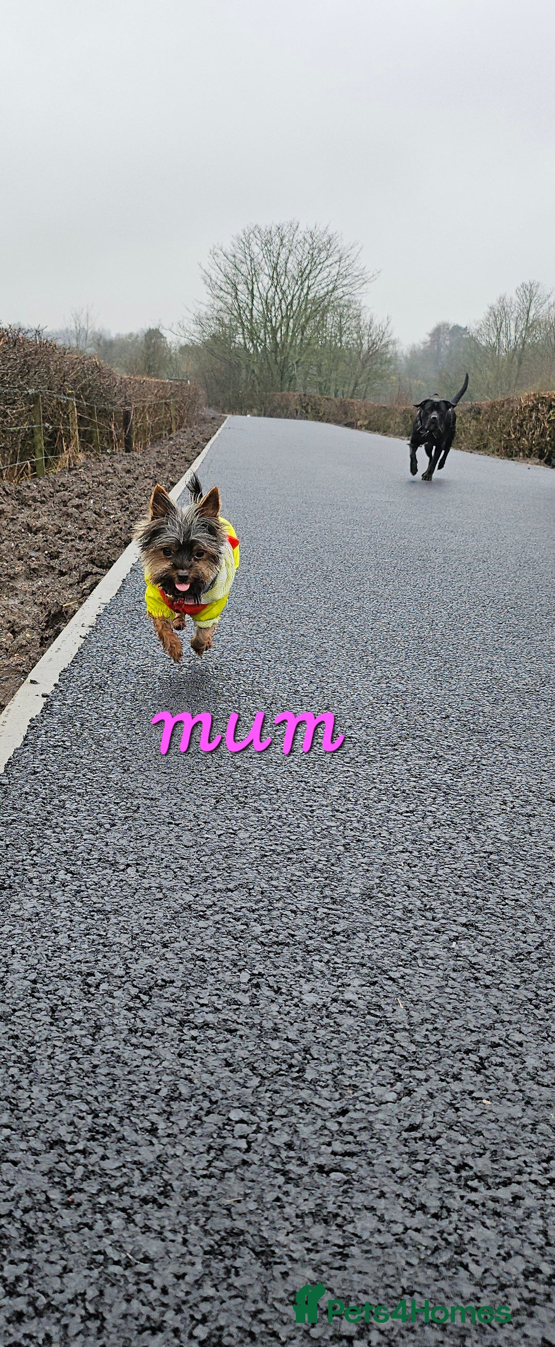 Yorkshire Terrier dogs for sale: miniature toy yorkie pups - Image 27