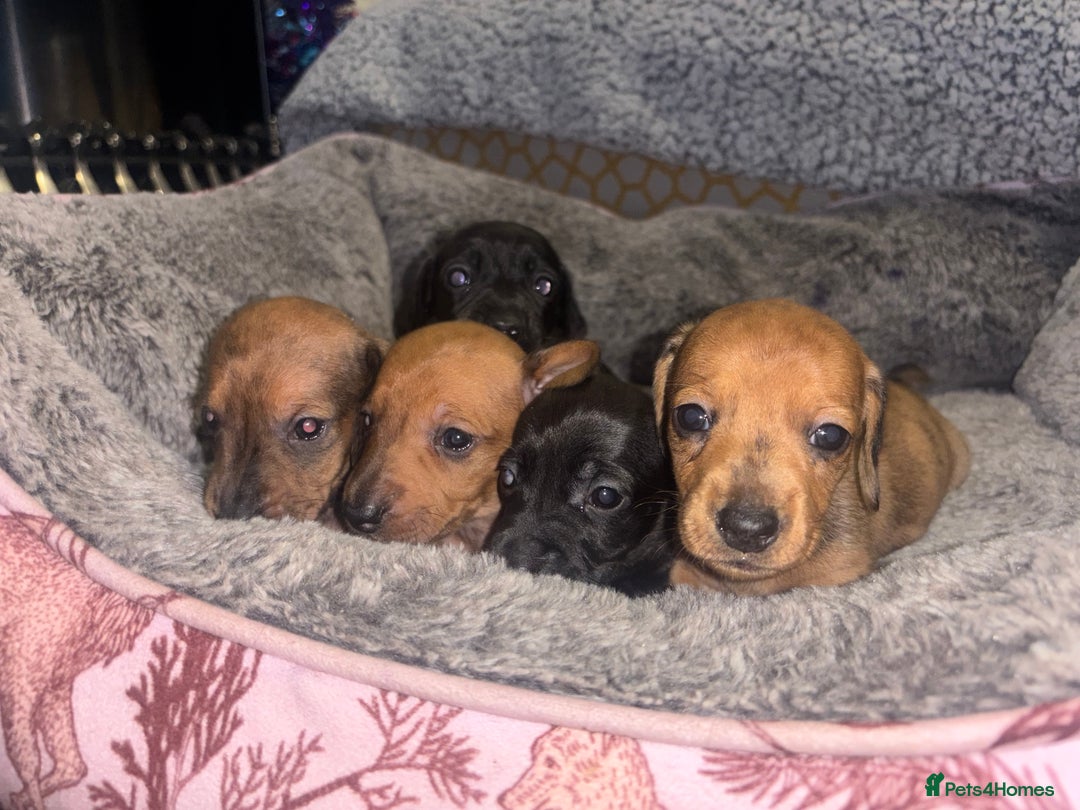 Miniature Dachshund dogs for sale: Miniature dachshunds  - Advert 2