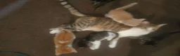 Bengal cats for sale: Gorgeous little kittens for sale  - Advert 6