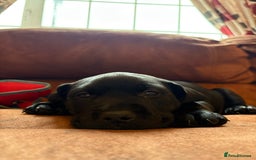 Mixed Breed dogs for sale: Bullador puppies  - Image 5