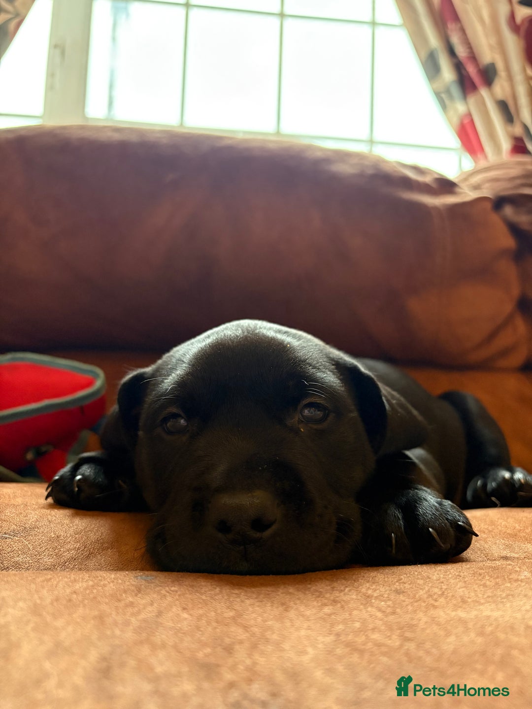 Mixed Breed dogs for sale: Bullador puppies  - Image 5