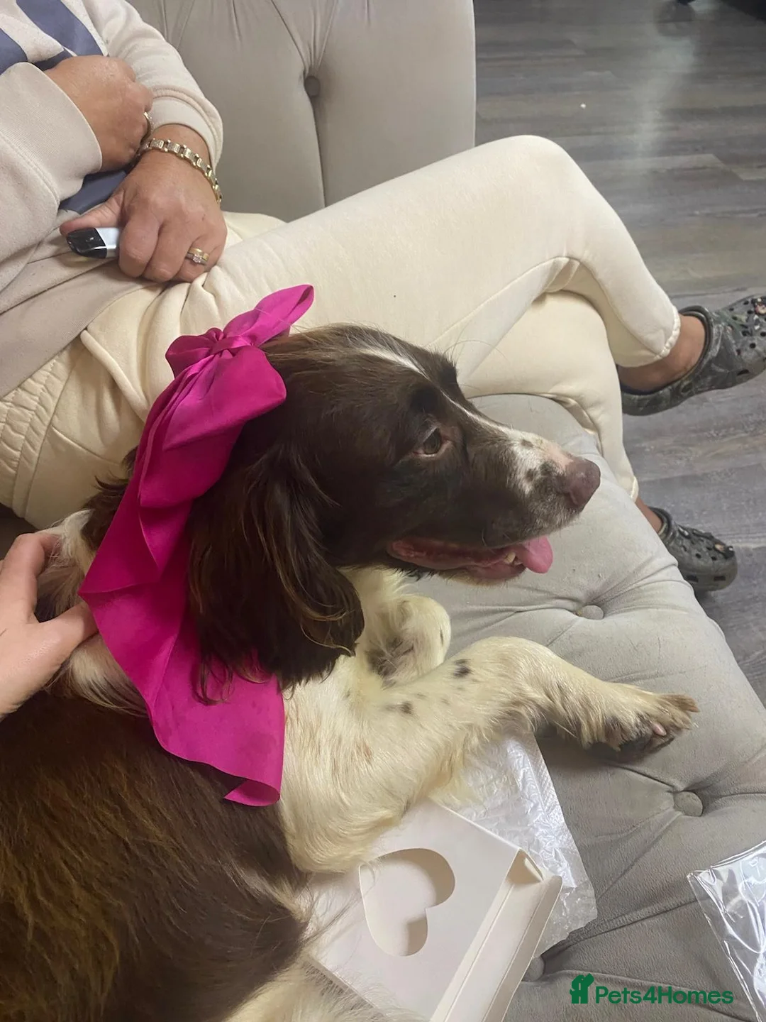 Cocker Spaniel dogs for sale: Cocker spaniel - Advert 4