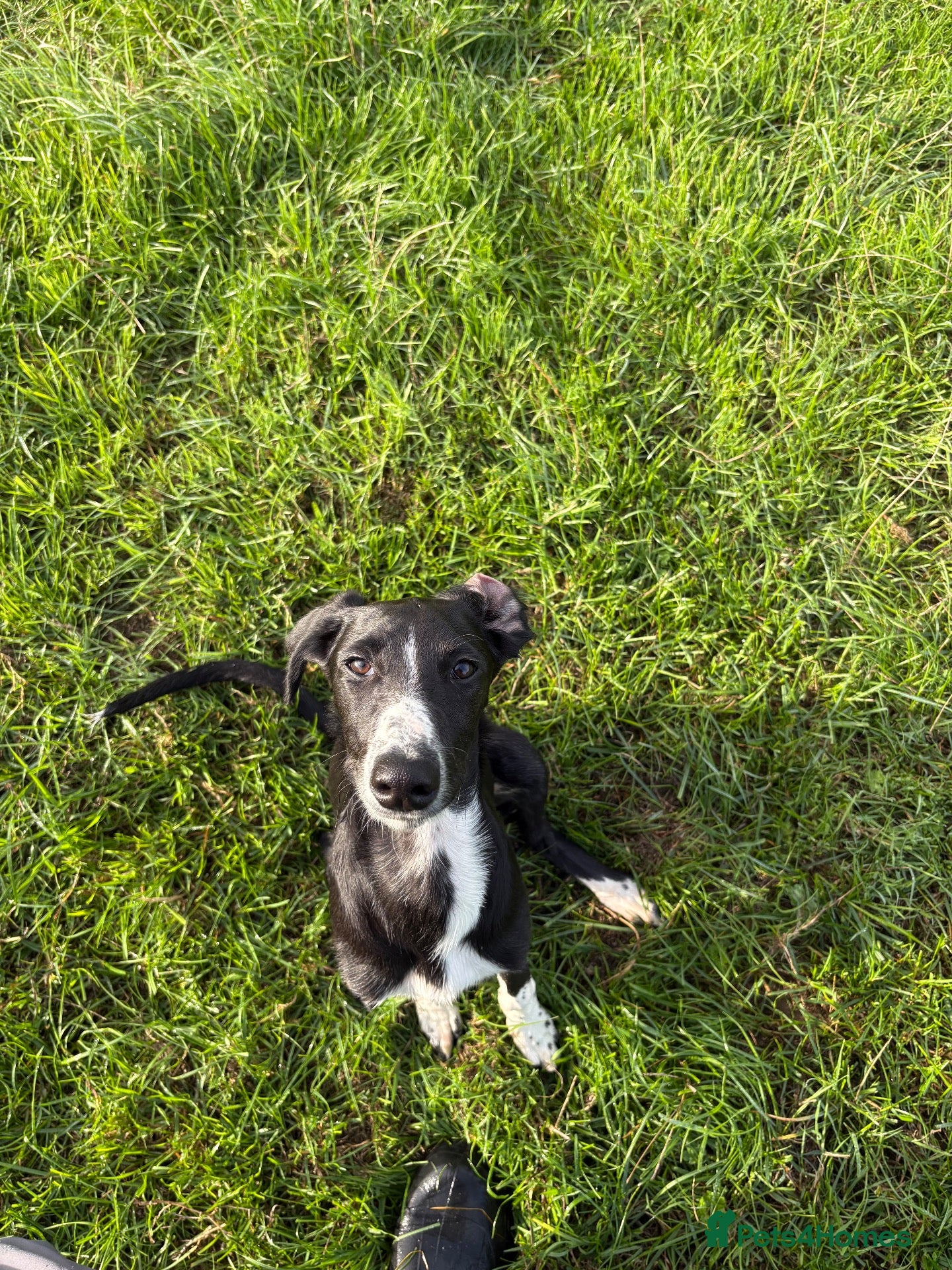 Mixed Breed dogs Collie whippet greyhound - Advert 5