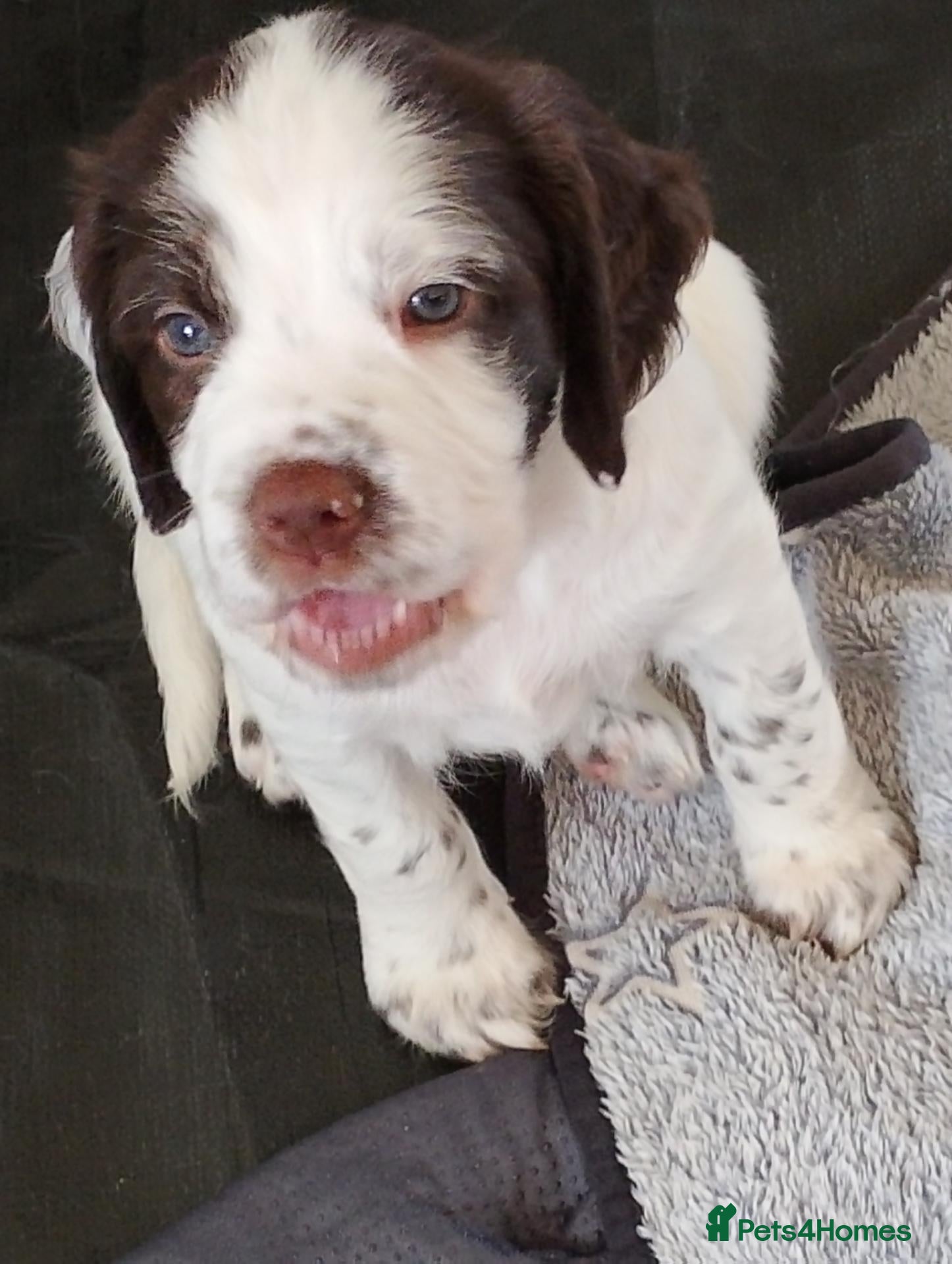 Sprocker dogs A Gorgeous Sprocker Spaniel Puppy - Advert 1