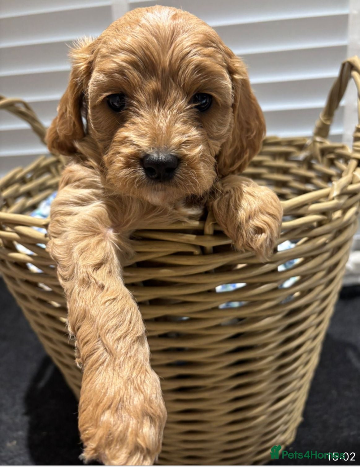 Cavapoo dogs Cavapoos, KC Reg, Heart and health tested parents - Advert 15
