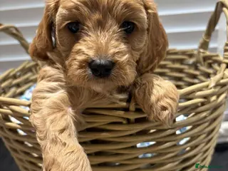 Cavapoo dogs Cavapoos, KC Reg, Heart and health tested parents - Advert 6
