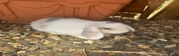 Mini Lop rabbits for sale: Baby mini lops and lion heads  - Advert 4