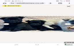 Mixed Breed dogs for sale: 9 week old female pug-a-pom - Advert 10