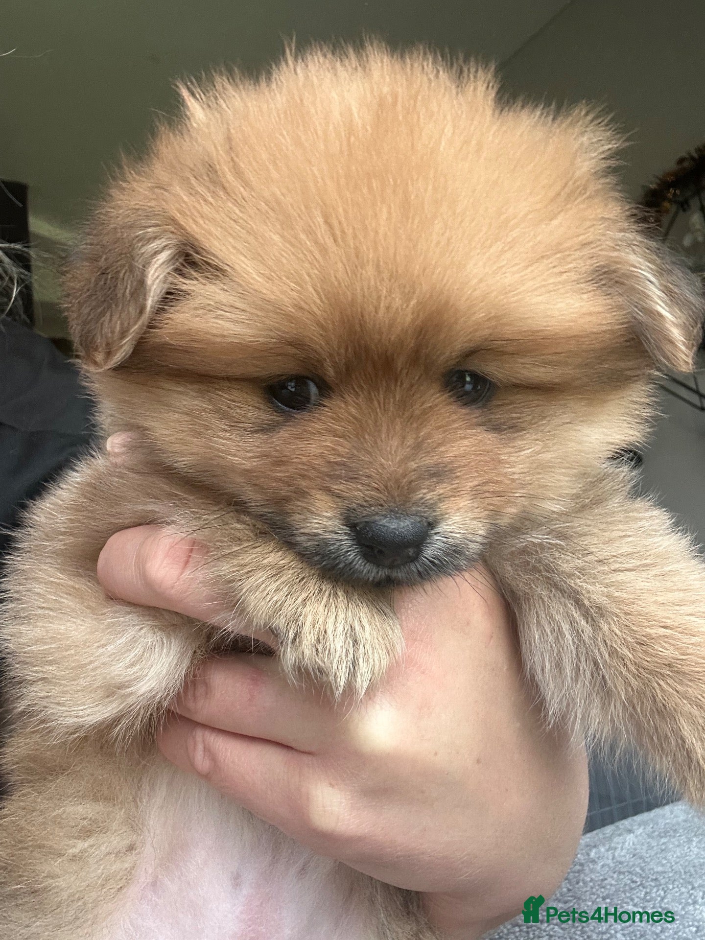 Pomchi dogs for sale: Teddy bear Pomeranian puppies - Advert 11