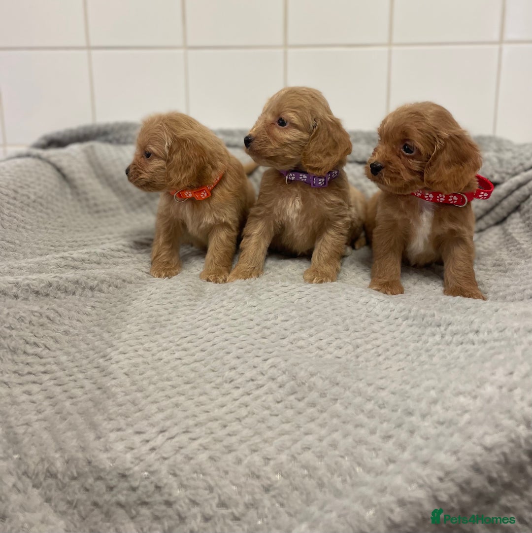 Cockapoo dogs for sale: Beautiful pra clear cockapoo puppy’s  - Image 12