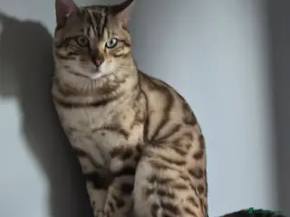 Bengal cats Bengal - Advert 17