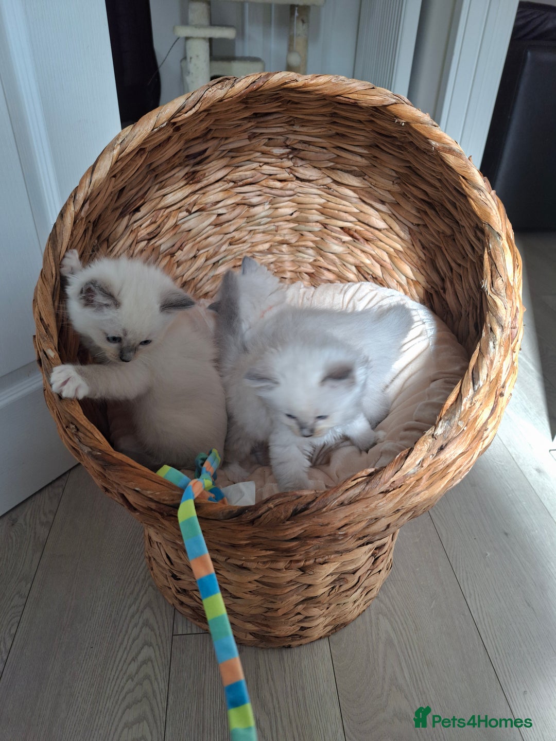 Ragdoll cats for sale: Stunning Ragdoll kittens  - Image 28