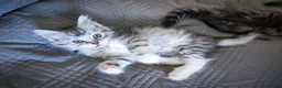 Siberian cats for sale: 🐾 Stunning Siberian cross Maine Coon Kittens 🐾 - Advert 20