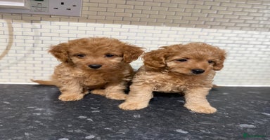 Cockapoo dogs - Advert 14