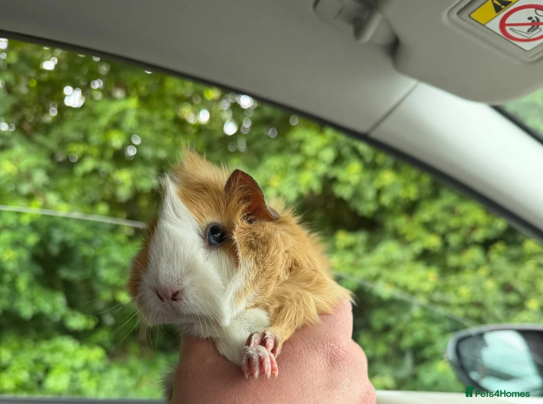 Guinea Pig rodents for sale: *FREE* Female guinea pigs  in Lymington - Advert 3