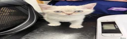 British Shorthair cats for sale: Amazing British Shorthair kitten - Advert 8