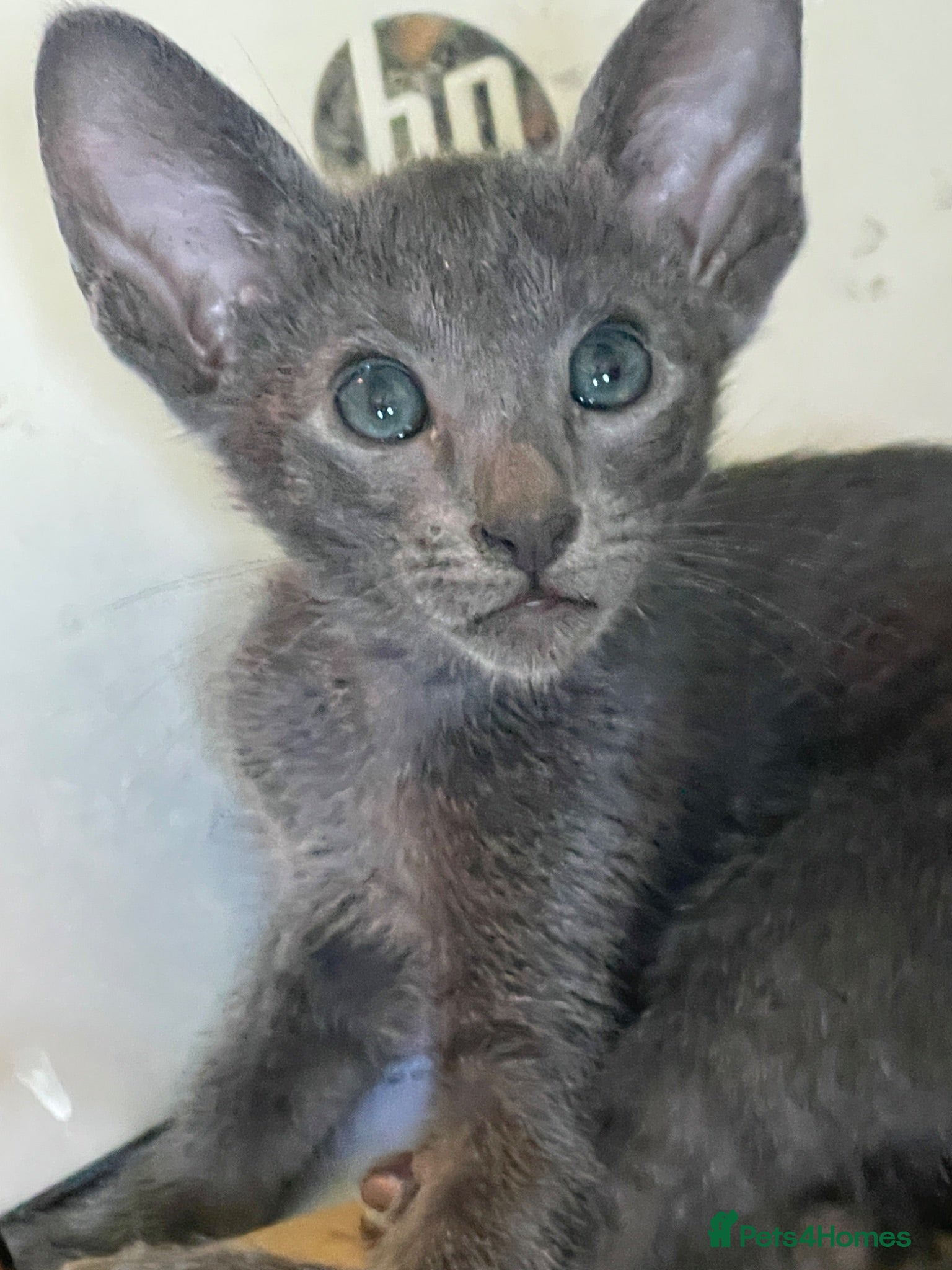 Oriental cats for sale: 7 stunning oriental kittens available now - Advert 1