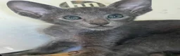 Oriental cats for sale: 7 stunning oriental kittens available now - Advert 1