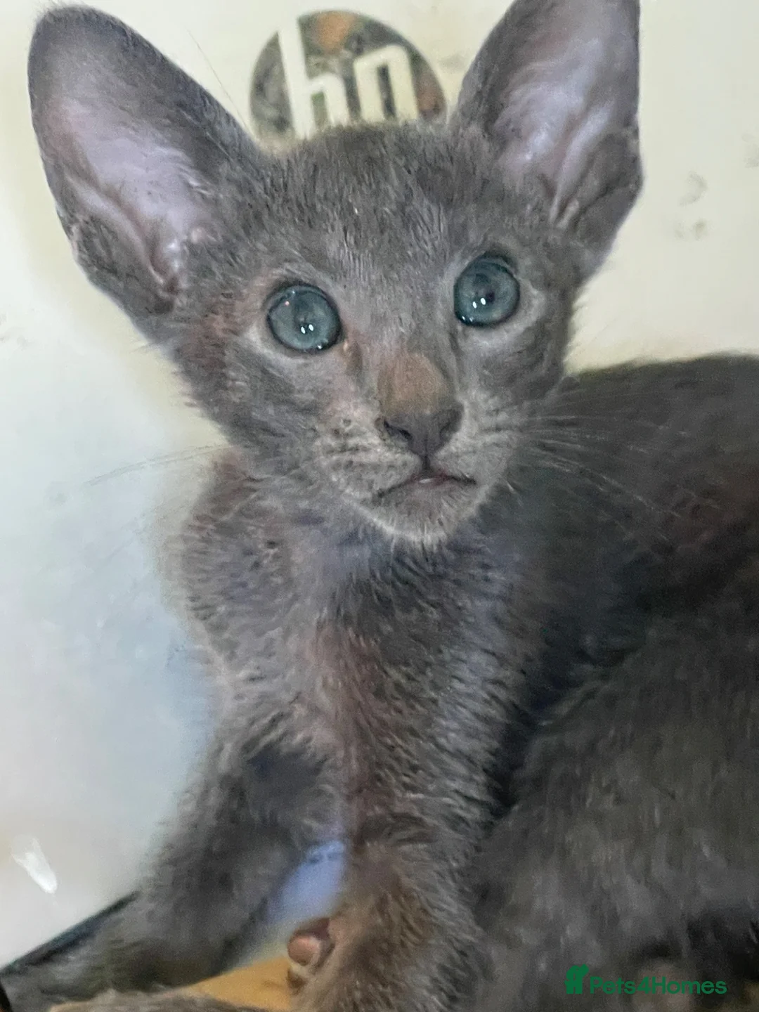 Oriental cats for sale: 7 stunning oriental kittens available now - Advert 1