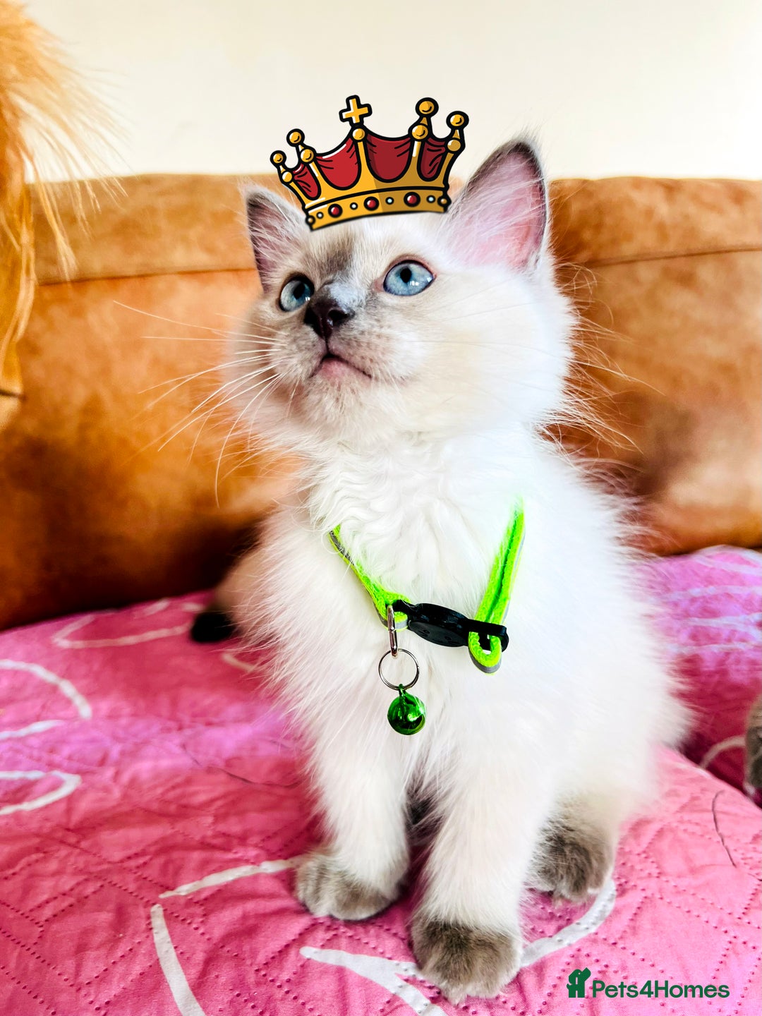 Ragdoll cats for sale: SILKY GCCF PEDIGREE RAGDOLL - Championline  in London - Image 22