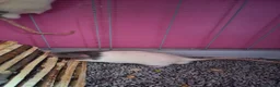 Rat rodents for sale: FTAGH ASAP 2 Elderly Male Rats - Advert 3