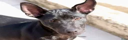Mexican Hairless dogs for sale: Stunning coated mini. - Advert 2