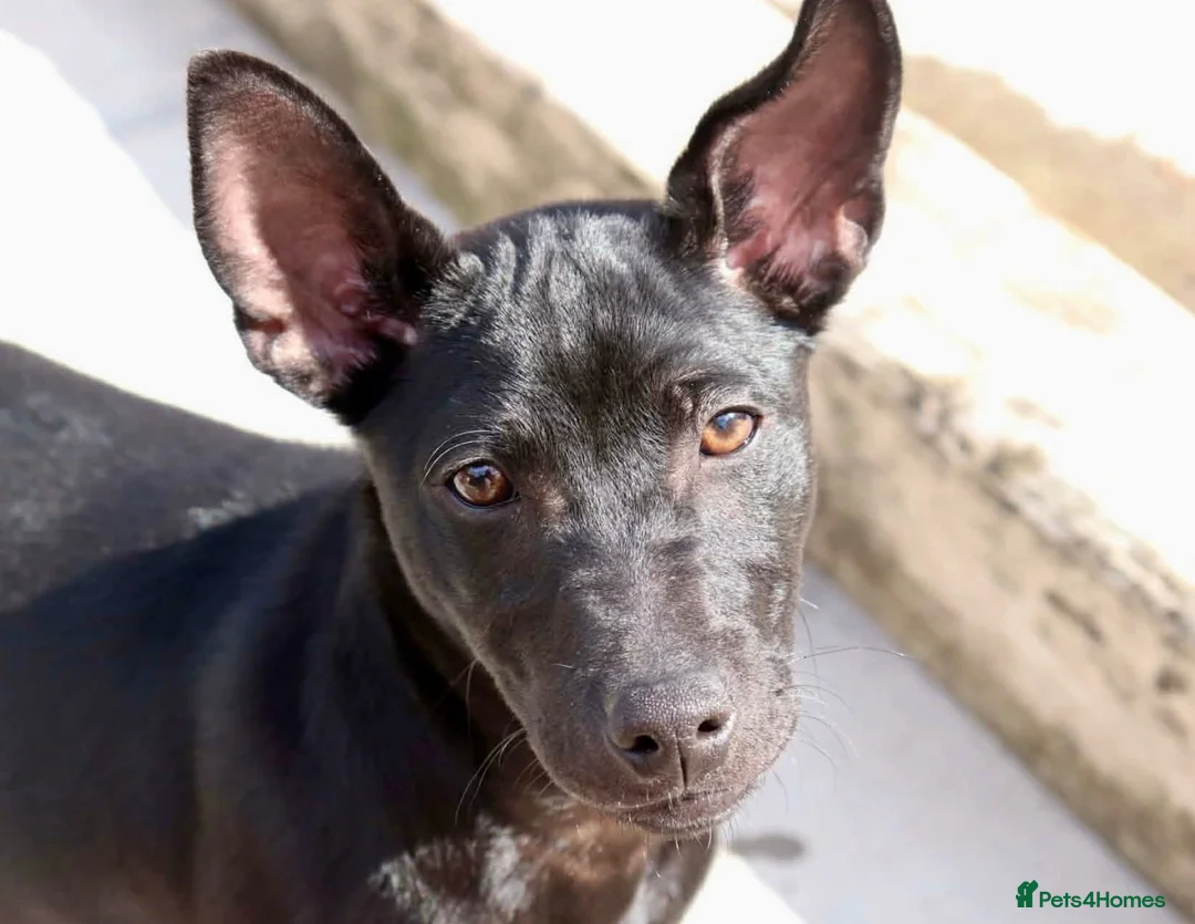 Mexican Hairless dogs for sale: Stunning coated mini. - Advert 2
