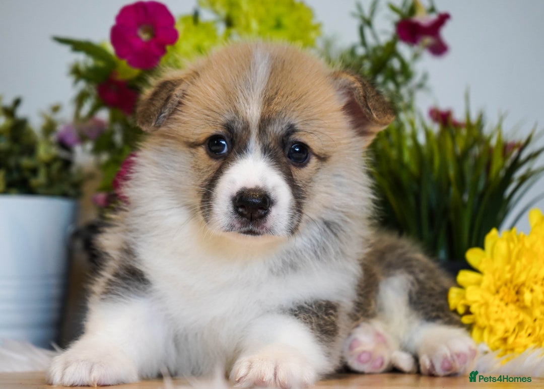 Welsh Corgi Pembroke dogs for sale: Welsh Corgi (Pembroke) - Image 12