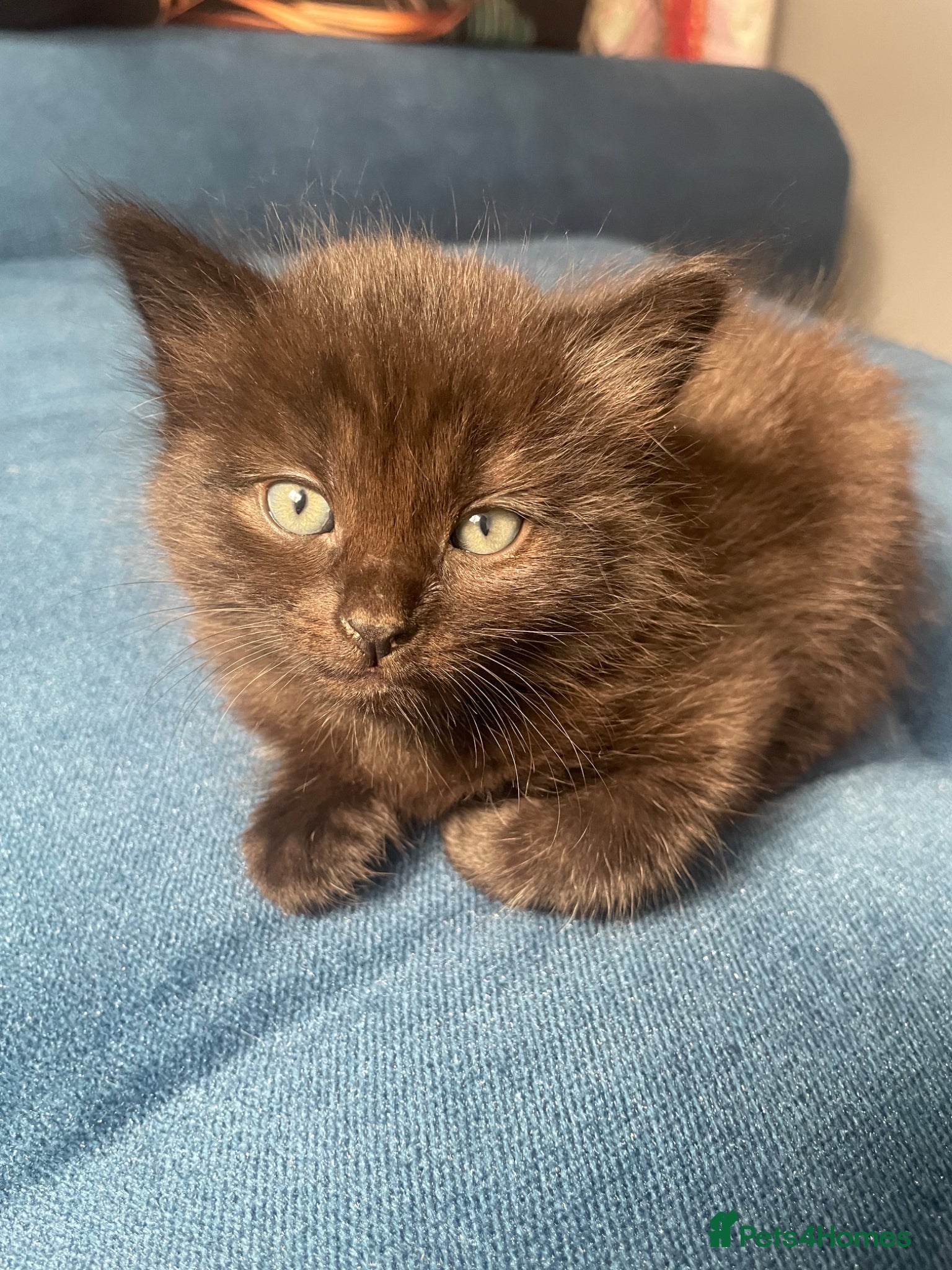 Mixed Breed cats Kittens for sale!  - Advert 4