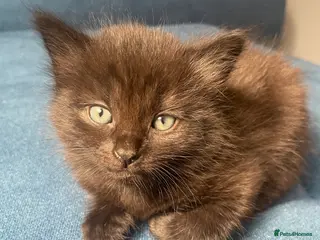 Mixed Breed cats Kittens for sale! - Advert 7