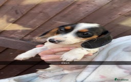 Dachshund dogs for sale: Dachshund puppie - Image 5