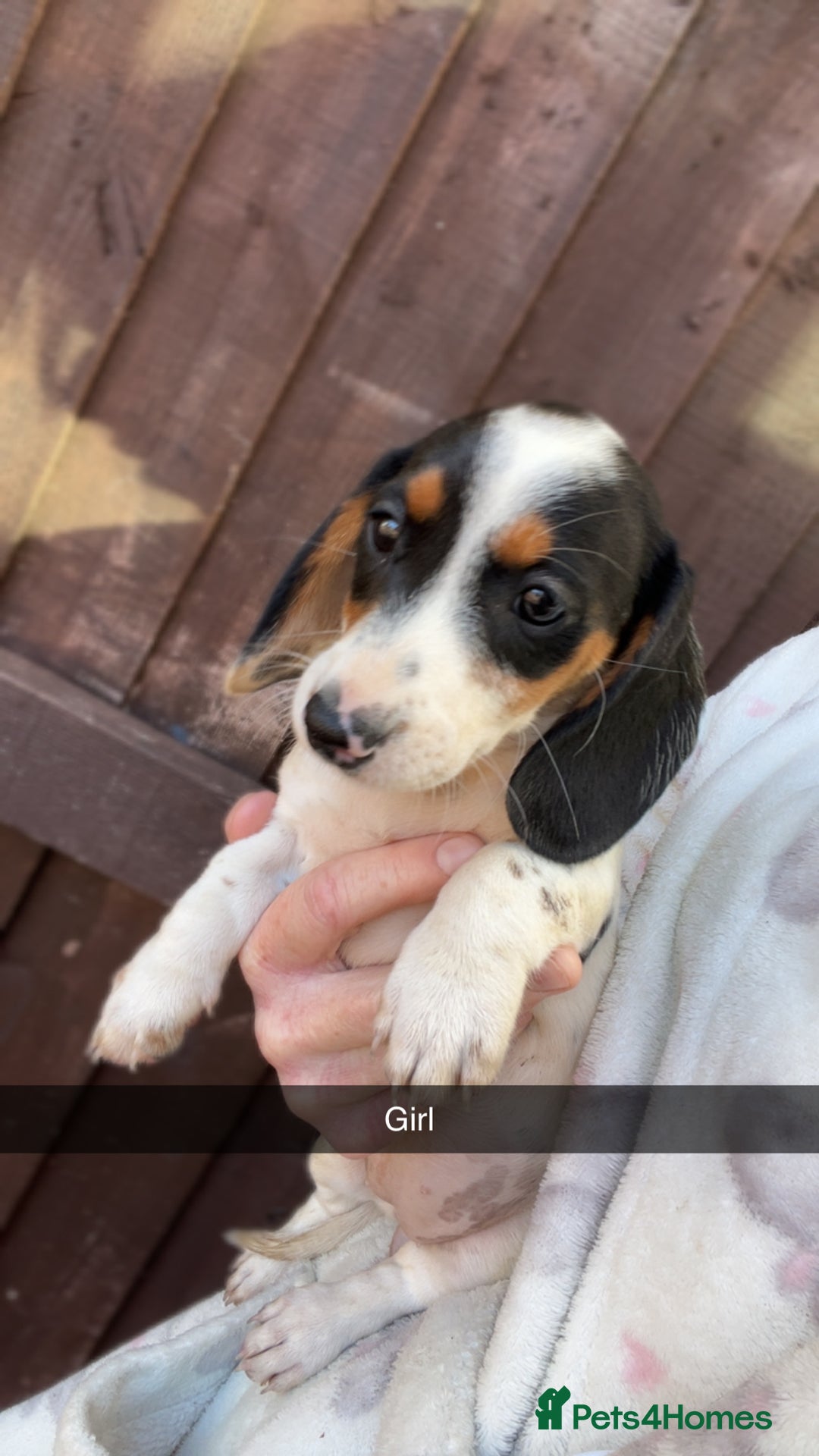 Dachshund dogs for sale: Dachshund puppie - Image 5