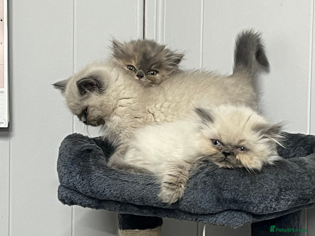 Exotic cats for sale: Stunning Exotic Kittens  - Advert 9