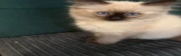 Ragdoll cats for sale: Ragdoll - Advert 5
