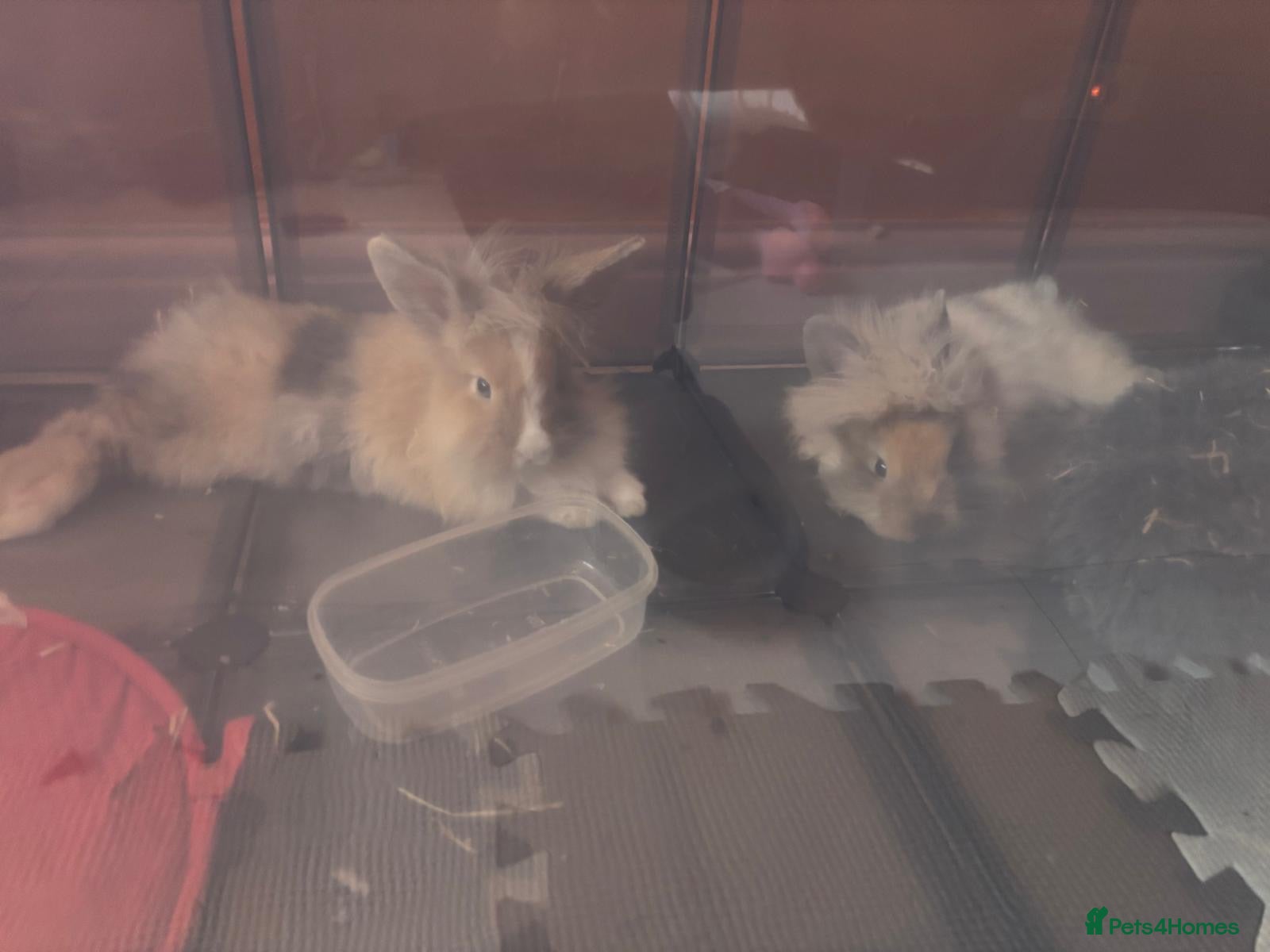 Lionhead rabbits Two lion head rabbits  in Birmingham - Advert 5