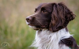 English Springer Spaniel dogs for stud: At Stud - Springer Spaniel  in Warminster - Image 1