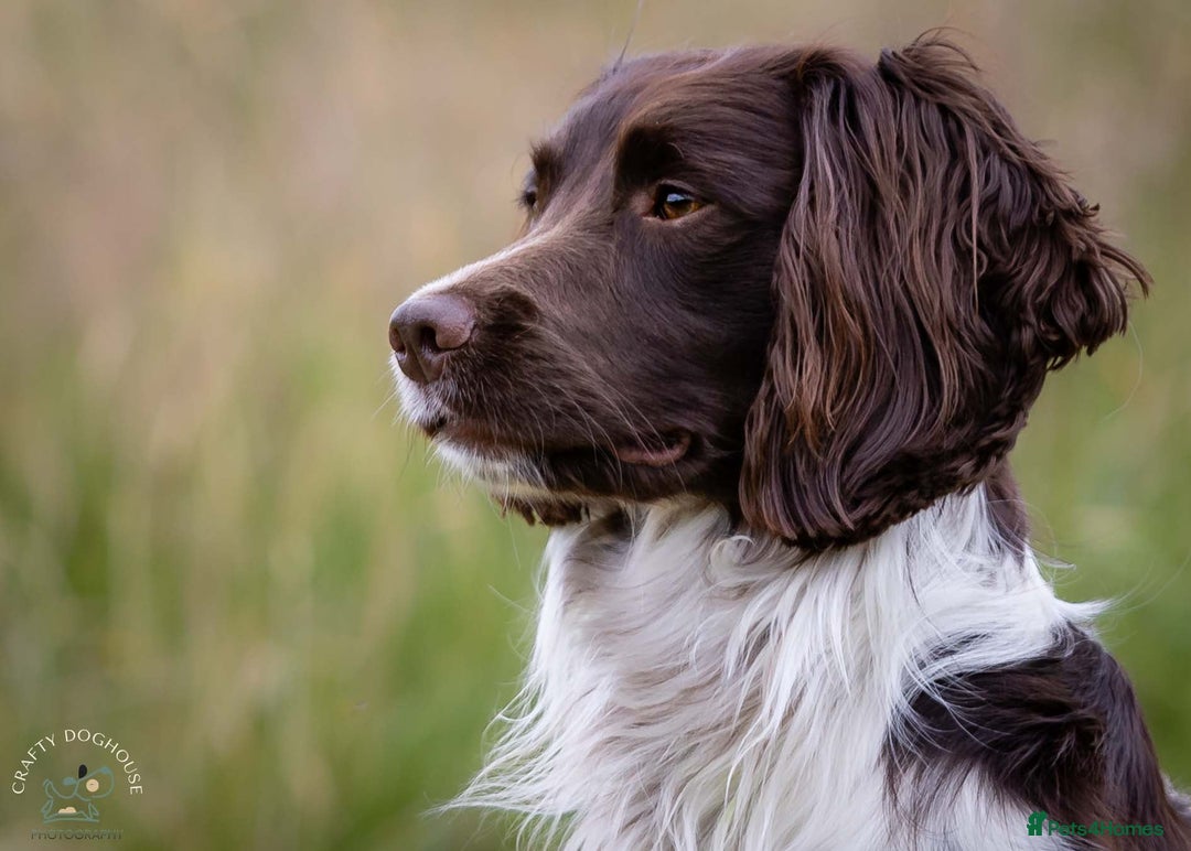 English Springer Spaniel dogs for stud: At Stud - Springer Spaniel  in Warminster - Image 1