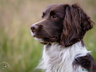 English Springer Spaniel dogs in Warminster - Advert 7