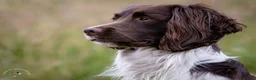 English Springer Spaniel dogs for stud: At Stud - FTW Springer Spaniel  in Warminster - Advert 2
